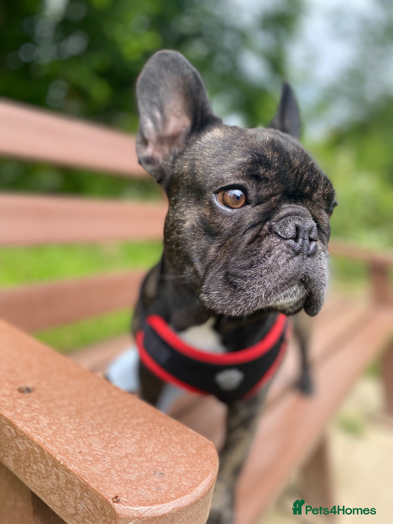 French Bulldog dogs Male French Bulldog  - Advert 1