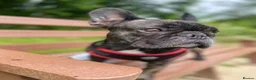 French Bulldog dogs for sale: Male French Bulldog  - Advert 1