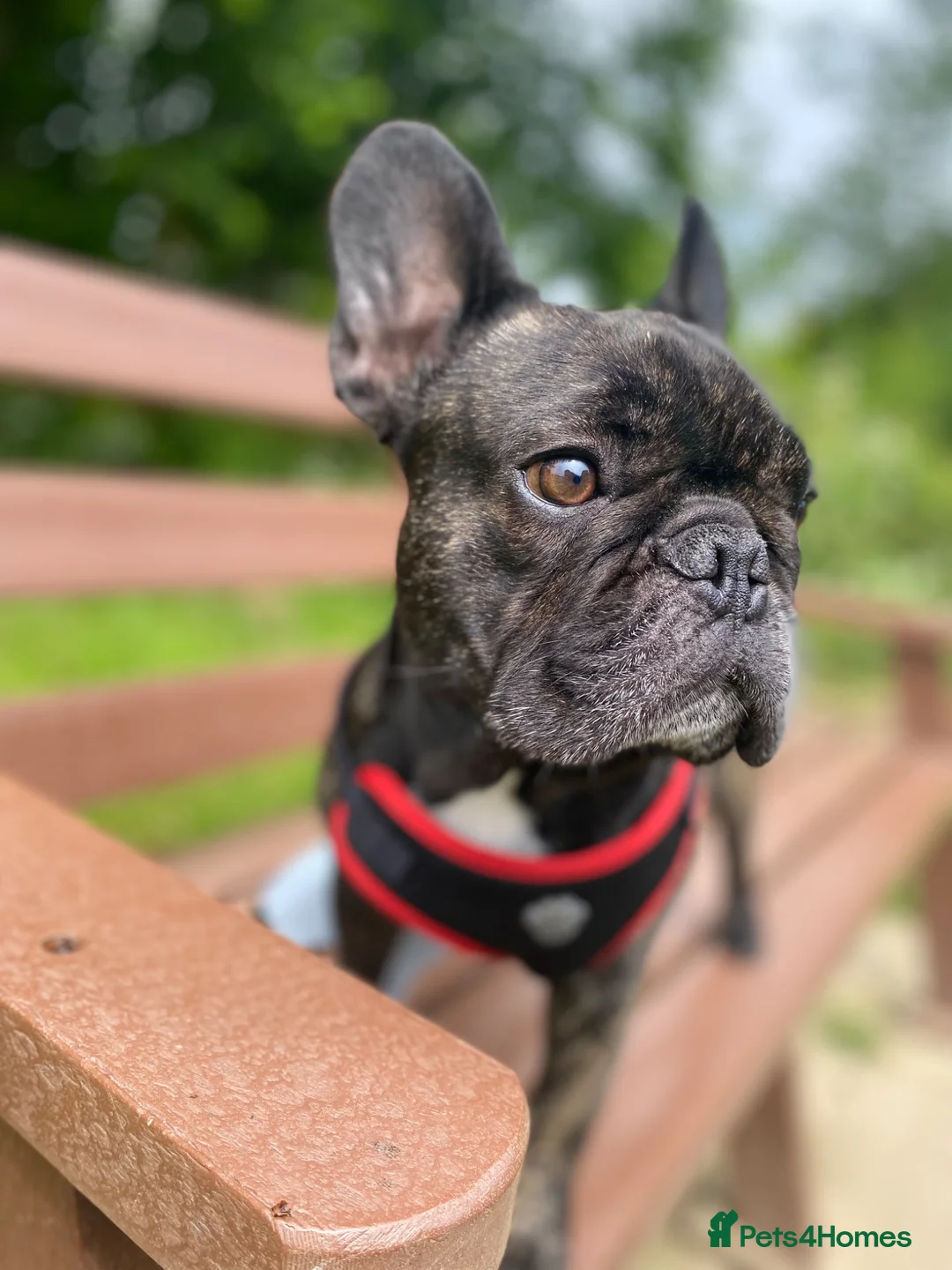 French Bulldog dogs for sale: Male French Bulldog  - Advert 1
