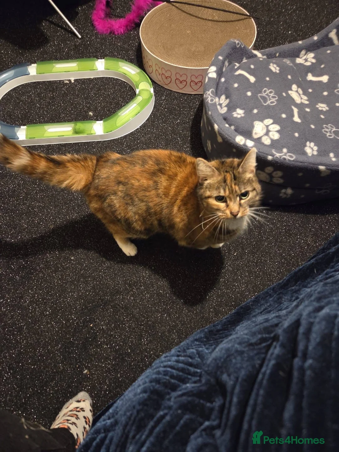 Mixed Breed cats for adoption: ❤️🐱 FLUFFY – A Sweet, Social Tortoiseshell Girl - Advert 2