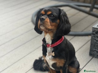Cavalier King Charles Spaniel dogs in Oldham - Advert 15