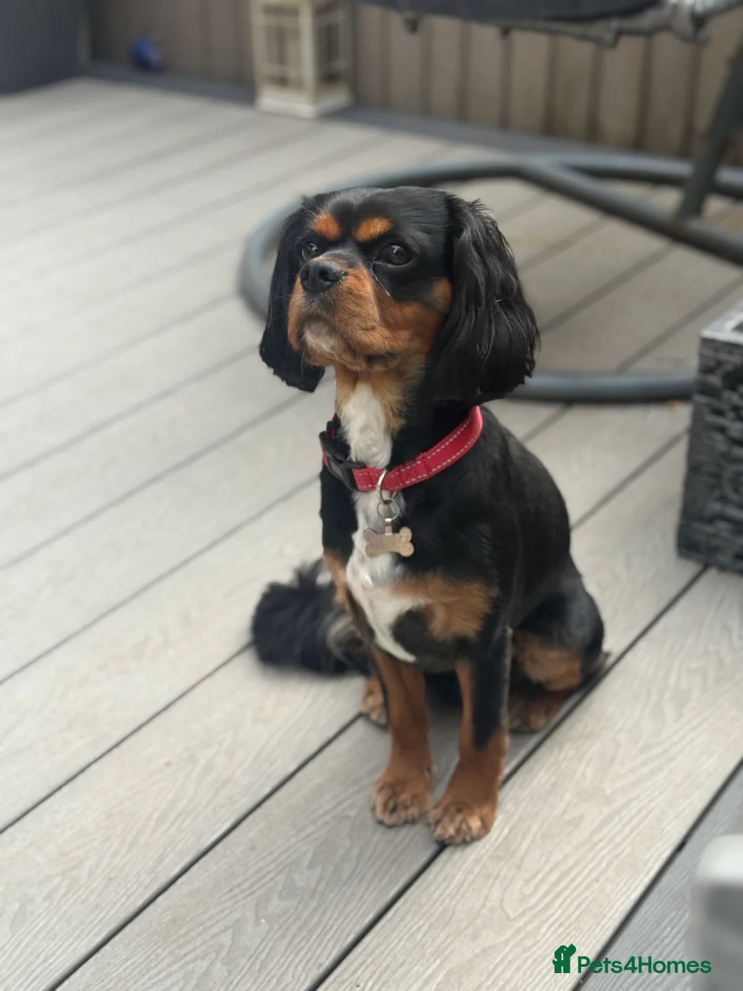 Cavalier King Charles Spaniel dogs for stud: *PROVEN* HEALTH TESTED Black & Tan Cavalier STUD in Oldham - Advert 2