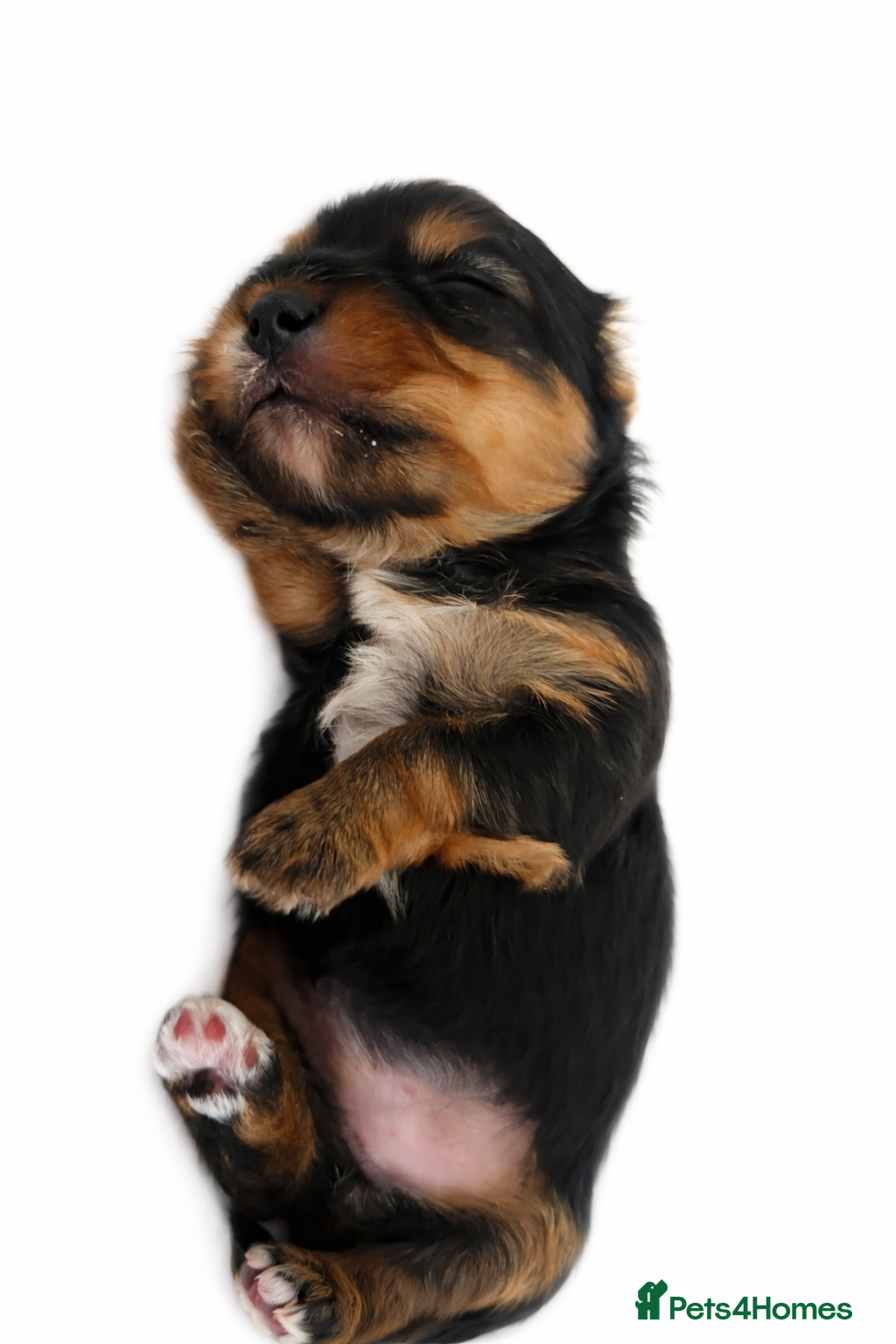 Yorkshire Terrier dogs Ultra Mini Yorkshire terrier puppy. - Advert 5