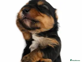 Yorkshire Terrier dogs Ultra Mini Yorkshire terrier puppy. - Advert 5