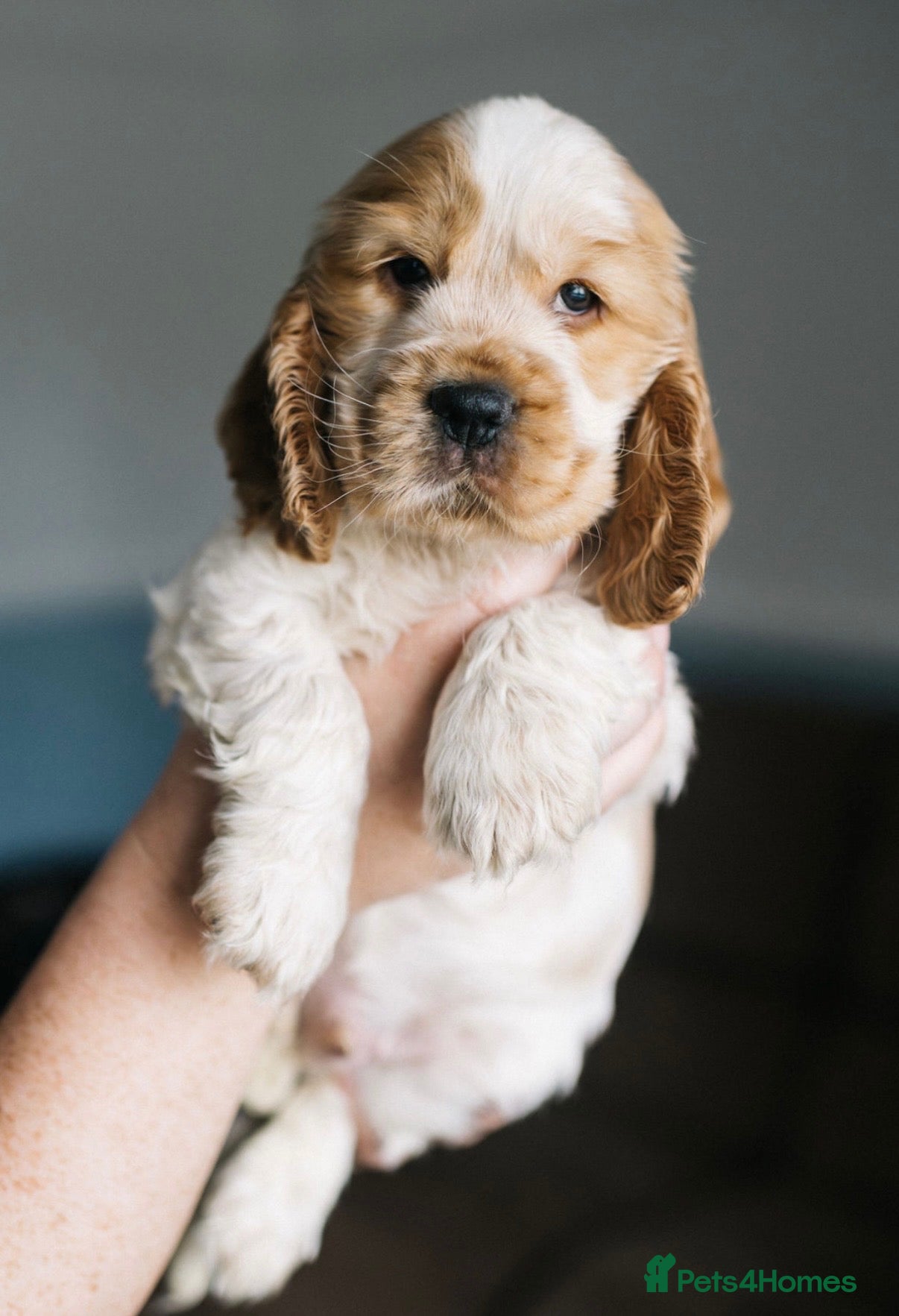 Cocker Spaniel dogs Last one remaining  - Advert 2