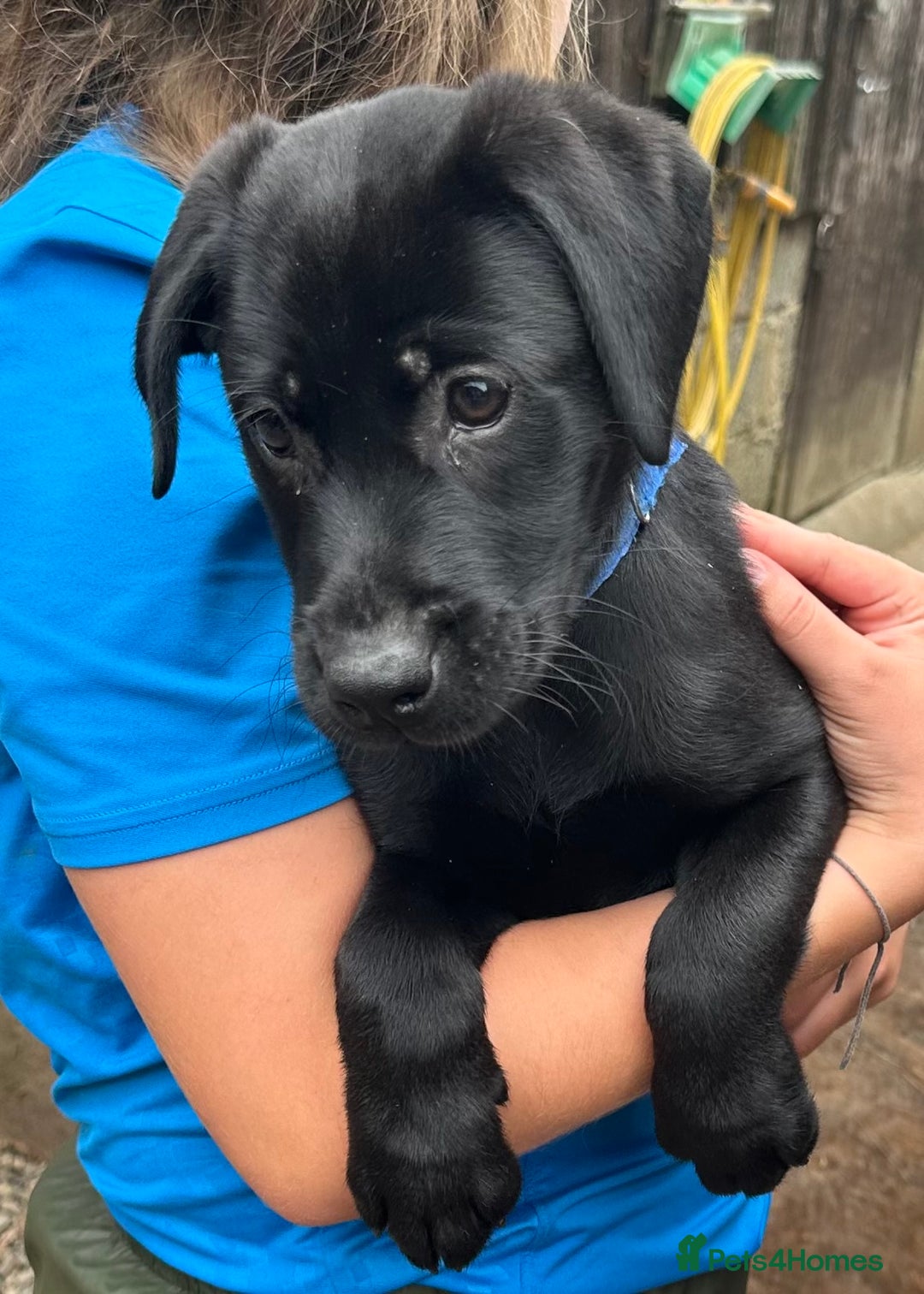 Labrador Retriever dogs for sale: Beautiful male Labrador pups - Image 5