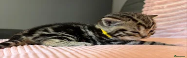 British Shorthair Kitten 5