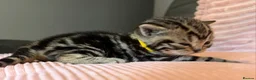 British Shorthair cats for sale: Beautiful bsh kittens  - Advert 15