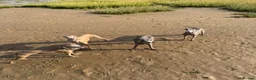 Italian Greyhound dogs for sale: Kc registered Italian greyhound pups  - Advert 14