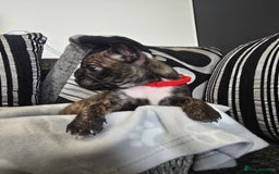 Mixed Breed dogs for sale: Puppy chugs 4 boys  - Image 24