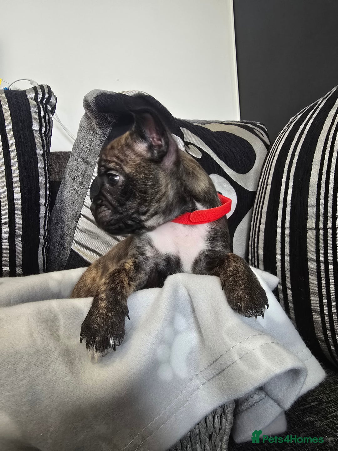 Mixed Breed dogs for sale: Puppy chugs 4 boys  - Image 24