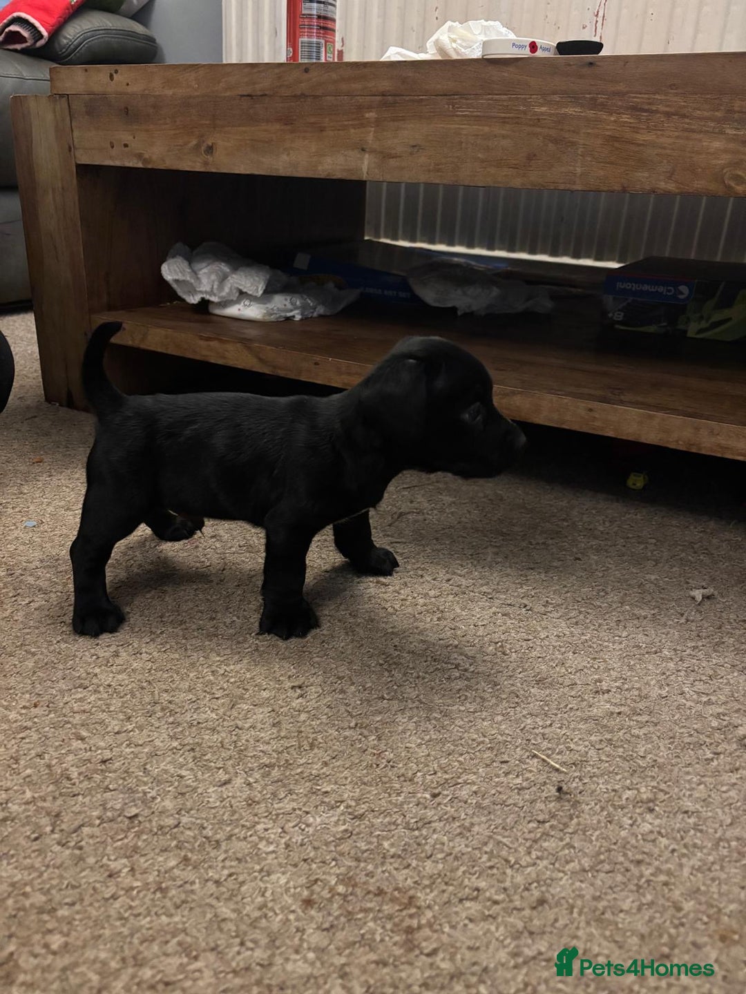 Mixed Breed dogs for sale: Spainel-Jack Boy - Advert 4