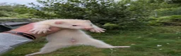 Ferret rodents for sale: Ferret kits - Advert 1