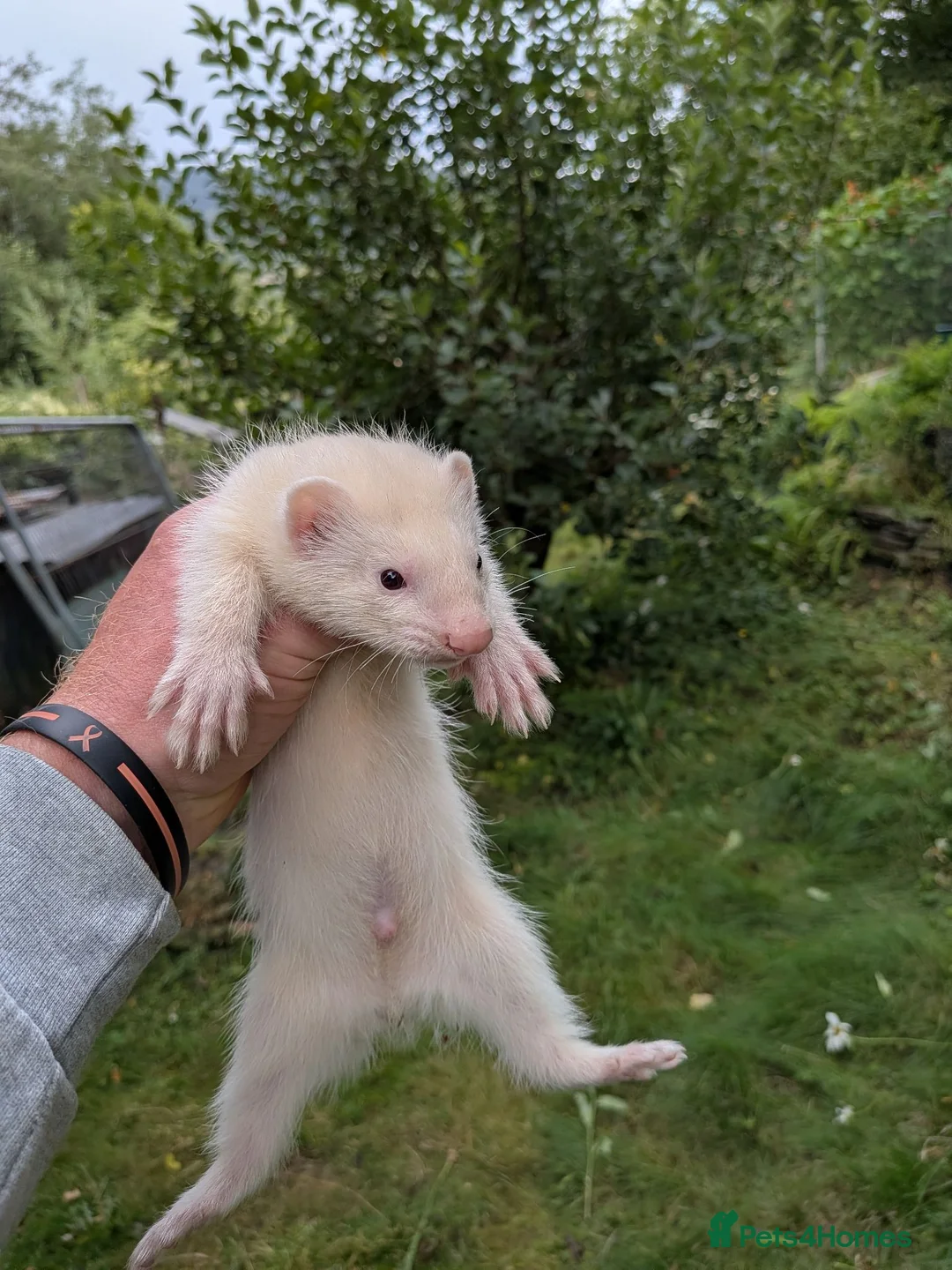 Ferret rodents for sale: Ferret kits - Advert 1