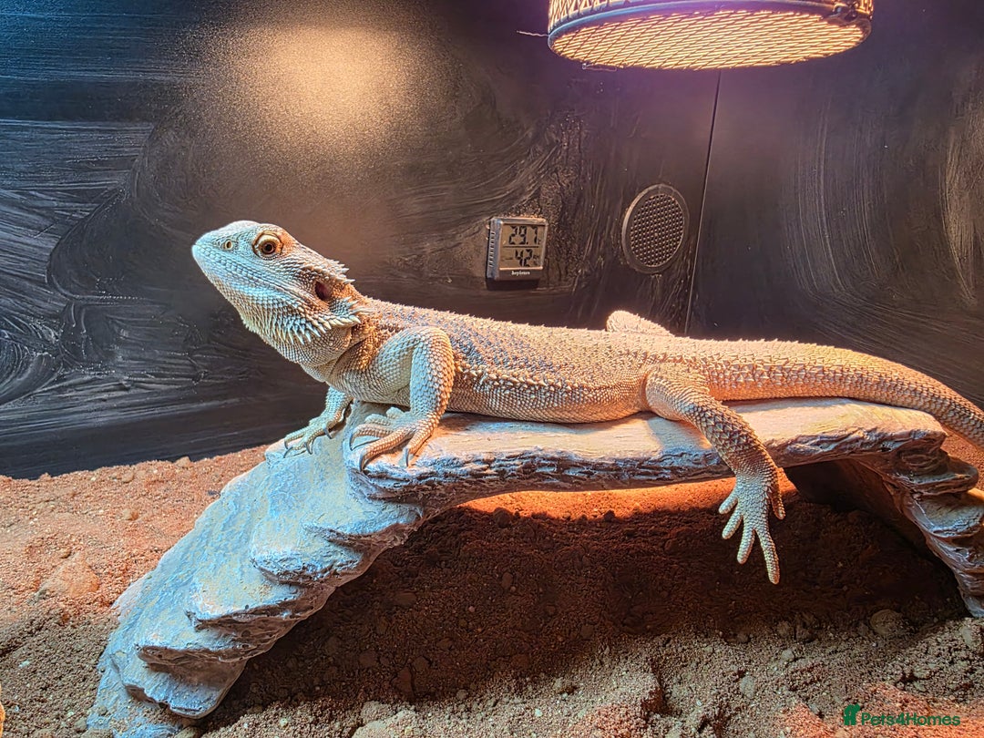 Bearded Dragon reptiles for sale: A very friendly and loving bearded dragon with viv - Image 5