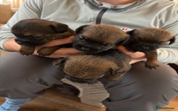 Border Terrier dogs for sale: Border terrier pups - Image 4