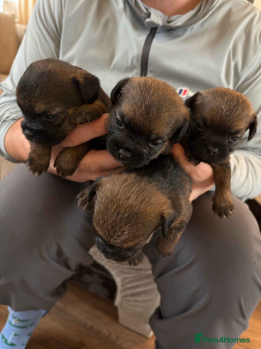 Border Terrier dogs for sale: Border terrier pups - Image 4