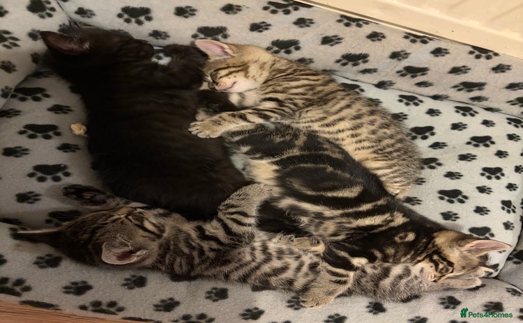 Mixed Breed cats - Advert 2