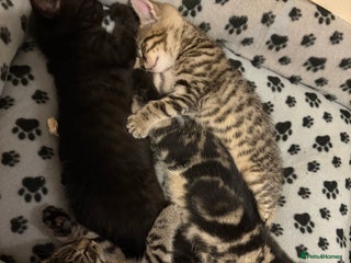 Mixed Breed cats - Advert 21