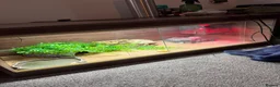 Leopard Gecko reptiles for sale: Leopard gecko stunning with complete setup in Preston - Advert 9