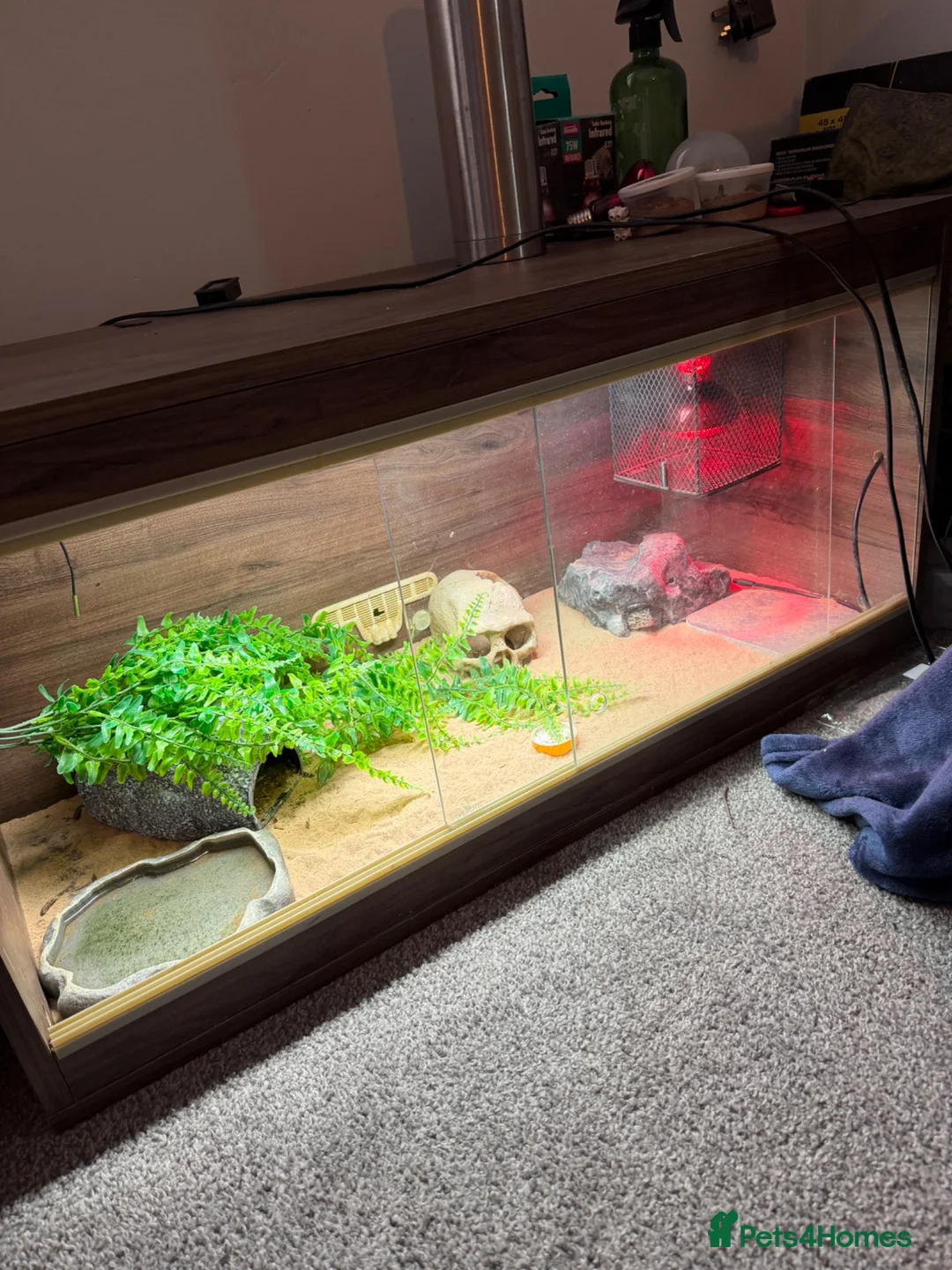 Leopard Gecko reptiles for sale: Leopard gecko stunning with complete setup in Preston - Advert 9