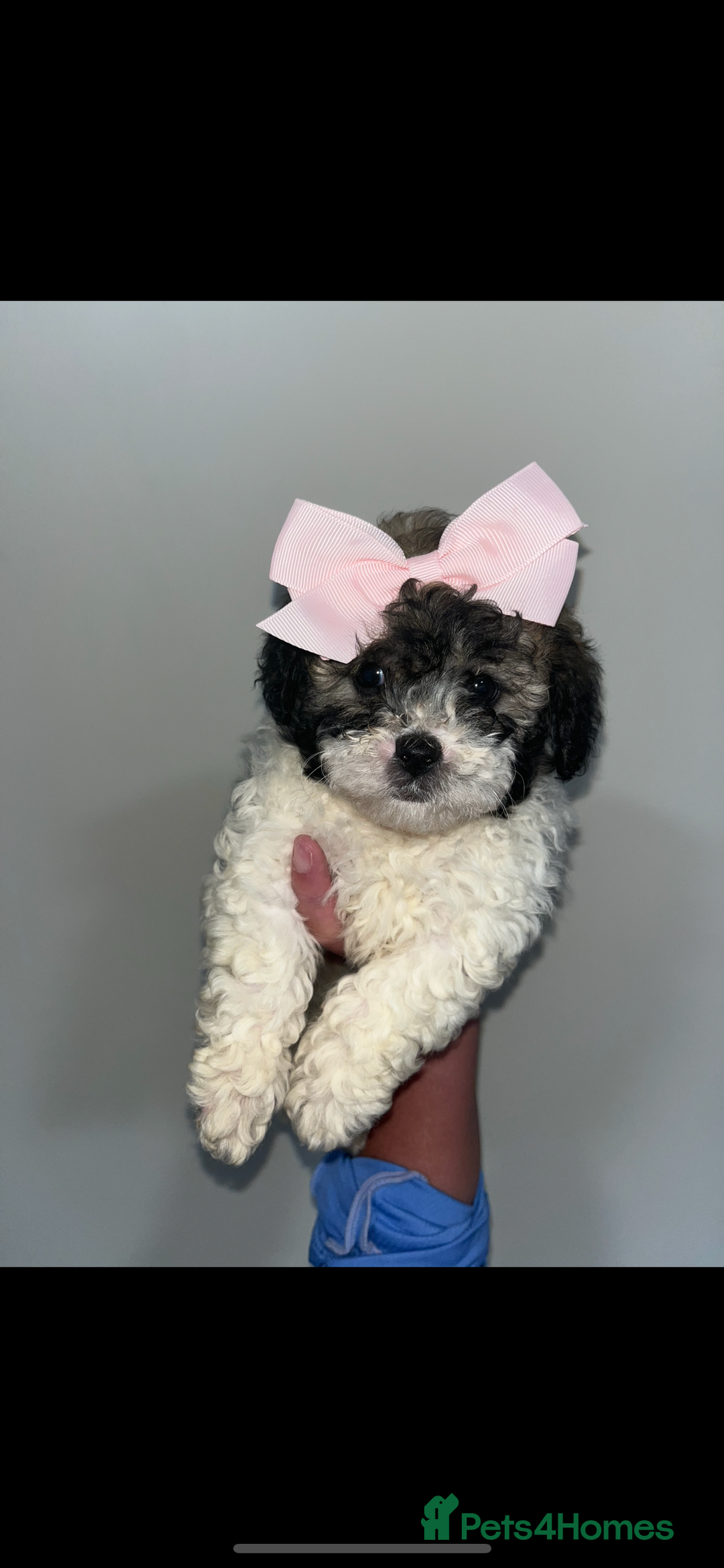 Shihpoo dogs for sale: Shihpoos  - Advert 20