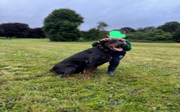 Dobermann dogs for sale: 9 KC Reg pedigree Doberman puppies - Image 7