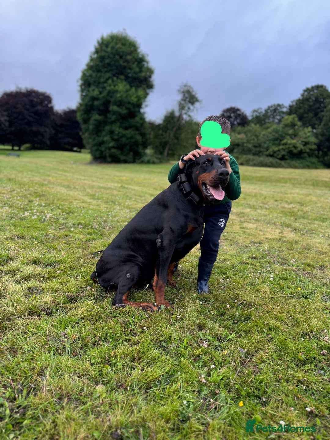 Dobermann dogs for sale: 9 KC Reg pedigree Doberman puppies - Image 7