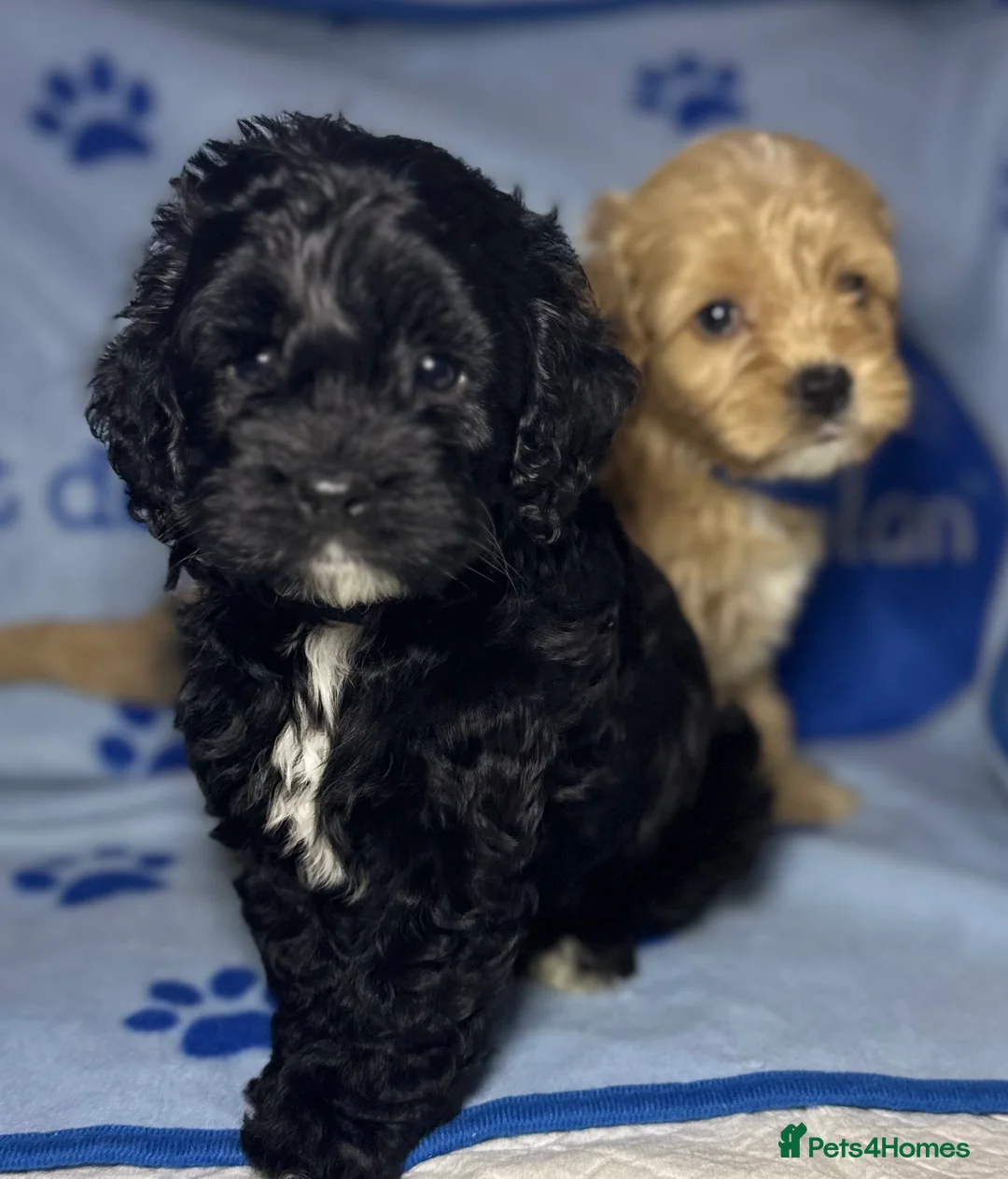 Cockapoo dogs for sale: Toy Cockapoo puppies READY NOW! - Advert 35