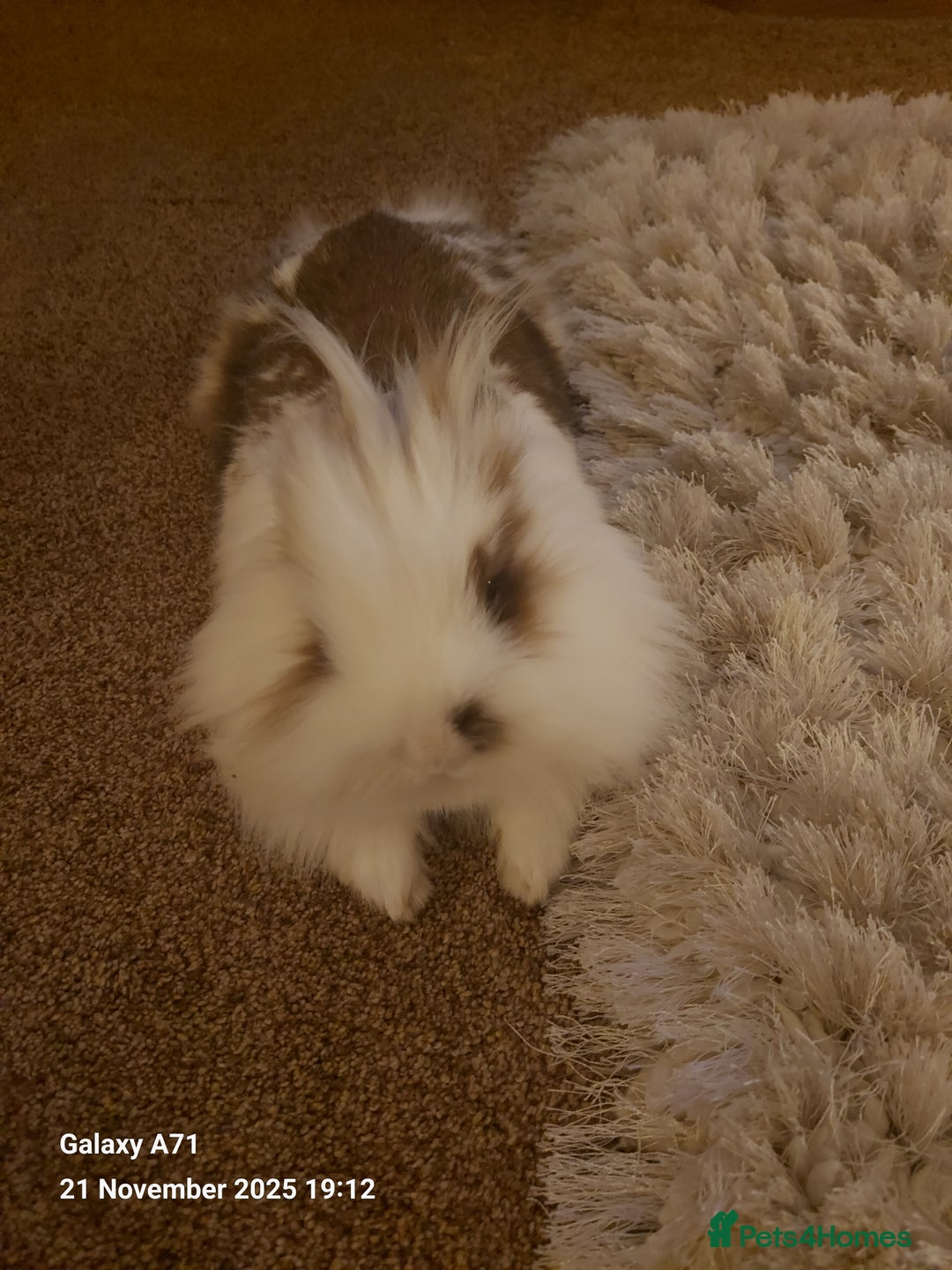 Lionhead rabbits for sale: LIONHEAD STUNNING  - Advert 3
