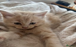 Mixed Breed cats for sale: 6 Beautiful long hair mixed kittens - ready 26/08 - Image 3