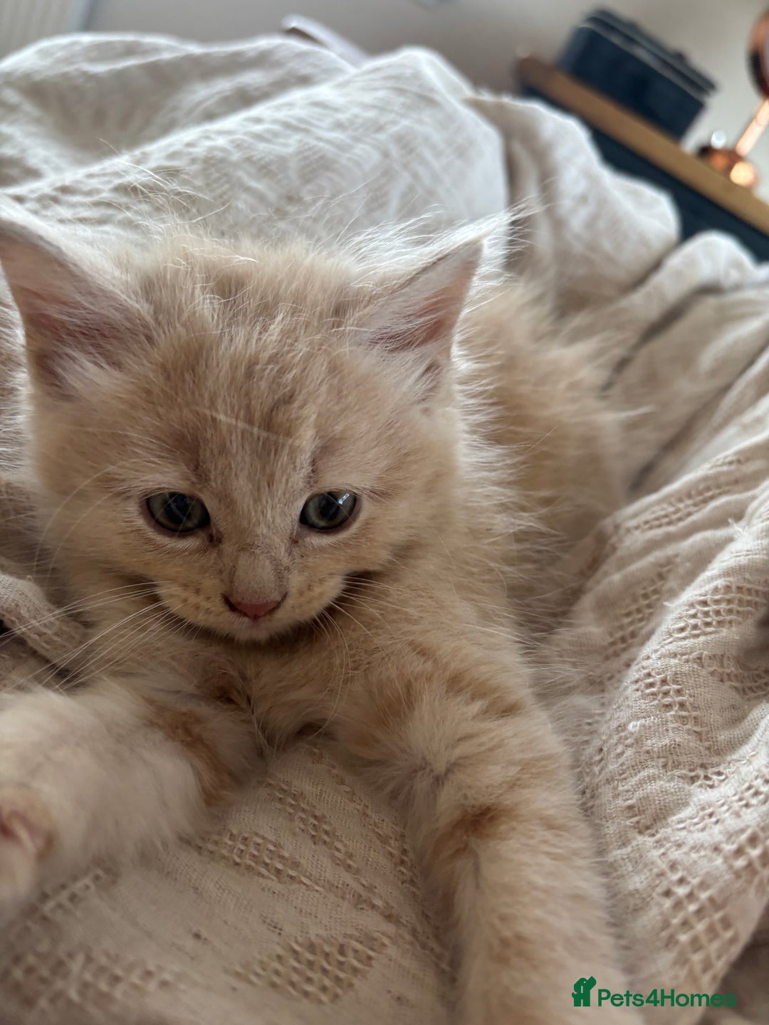 Mixed Breed cats for sale: 6 Beautiful long hair mixed kittens - ready 26/08 - Image 3