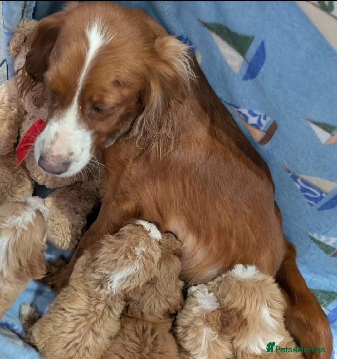 Cockapoo dogs for sale: Apricot and whiteCockerpoo puppies  - Advert 6