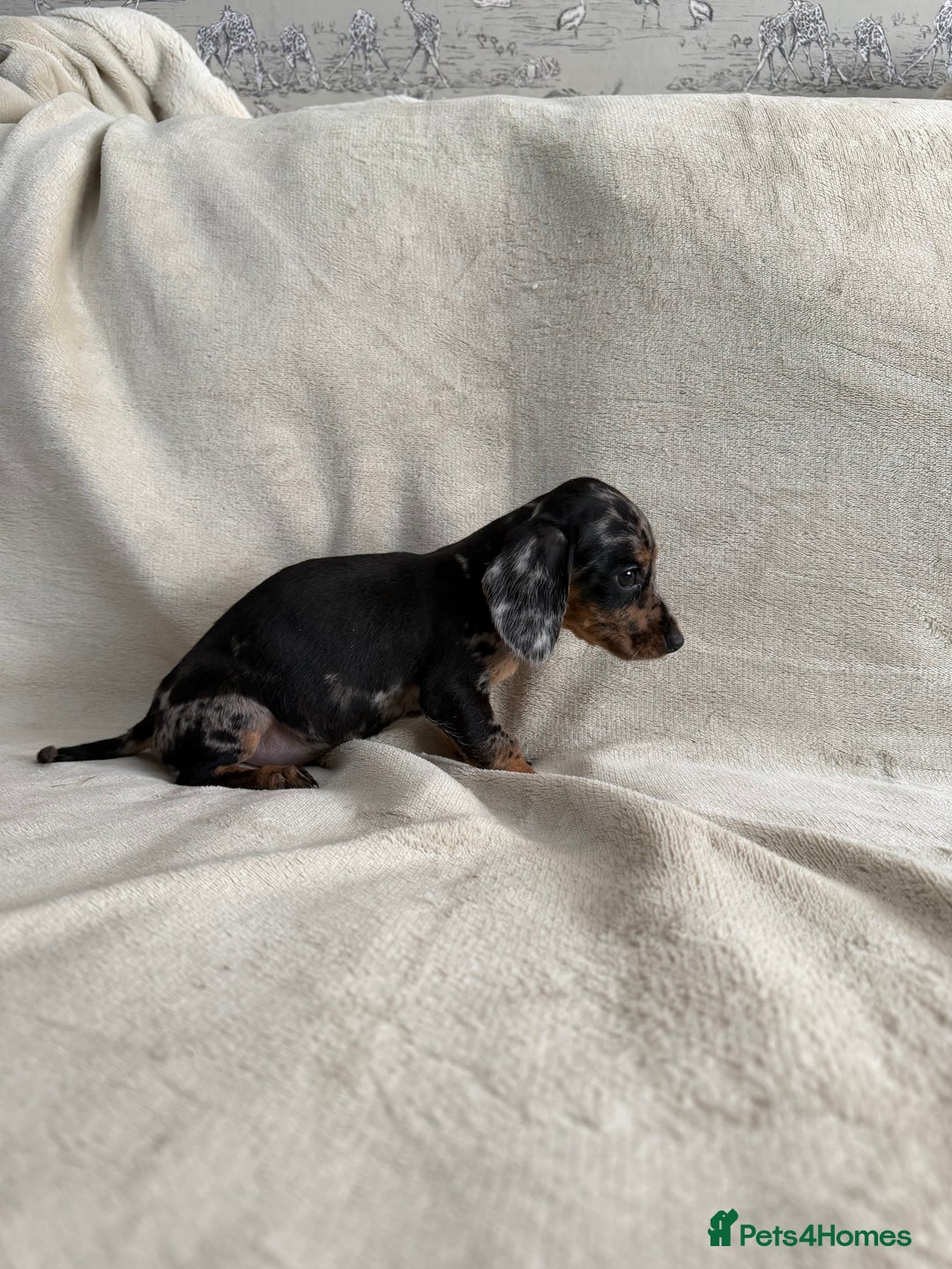 Dachshund dogs for sale: 3 Beautiful Dachshund puppy’s for sale - Advert 3