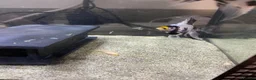 Angelfish fish for sale: Angel fish  - Advert 3