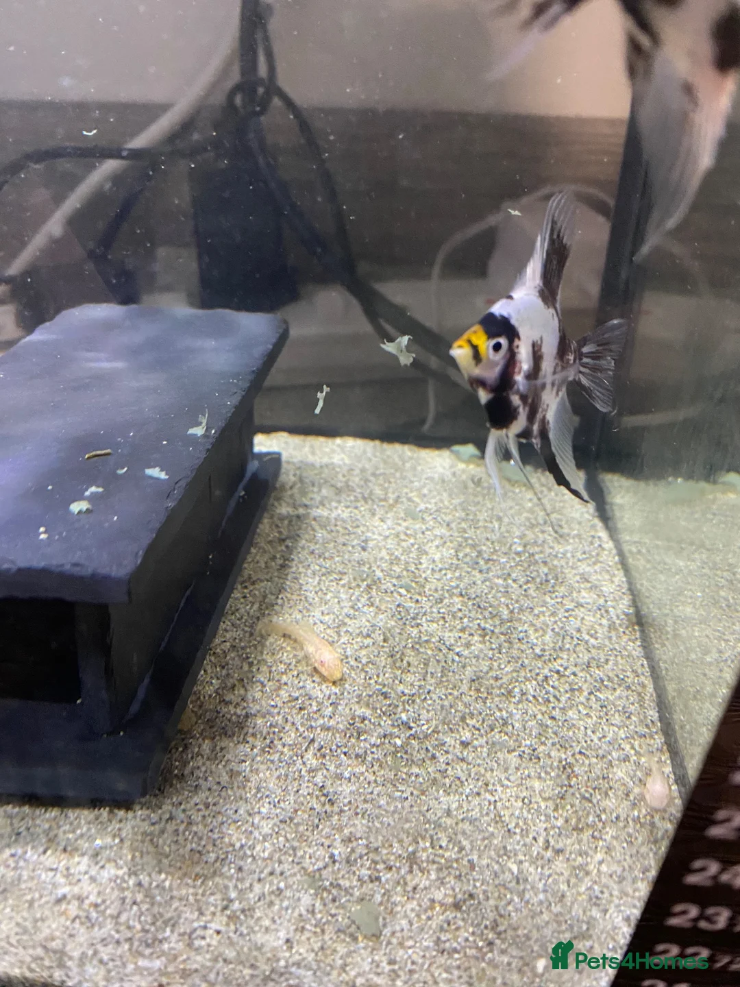Angelfish fish for sale: Angel fish  - Advert 3