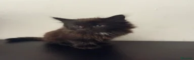 Mixed Breed 2