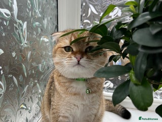 Scottish Fold cats in New Malden - Advert 3