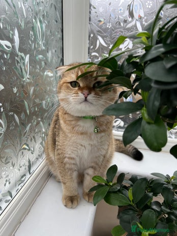 Scottish Fold cats Pure Scottish Fold Stud in New Malden - Advert 15