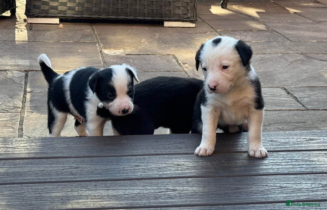 Border Collie dogs for sale: Beautiful Border Collie Puppies - Image 6