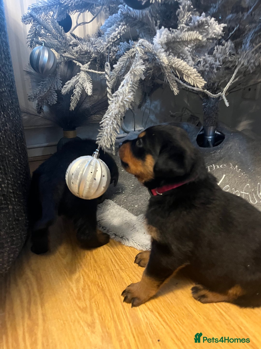 Rottweiler dogs for sale: Beautiful chunky Rottweiler puppies  - Advert 10