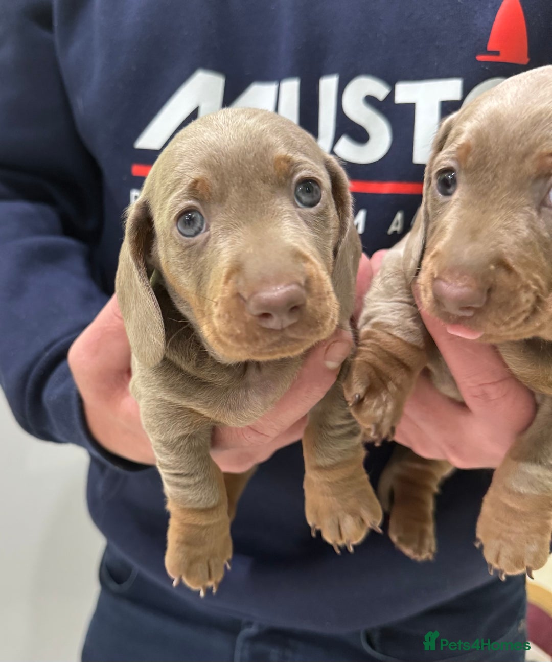 Dachshund dogs for sale: 2 Isabella dachshund puppies  - Image 7