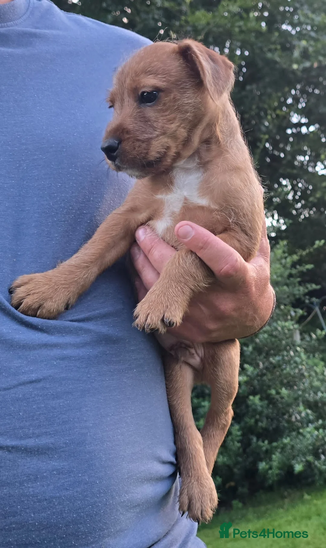 Mixed Breed dogs for sale: Jack Russell cross fell - Advert 7