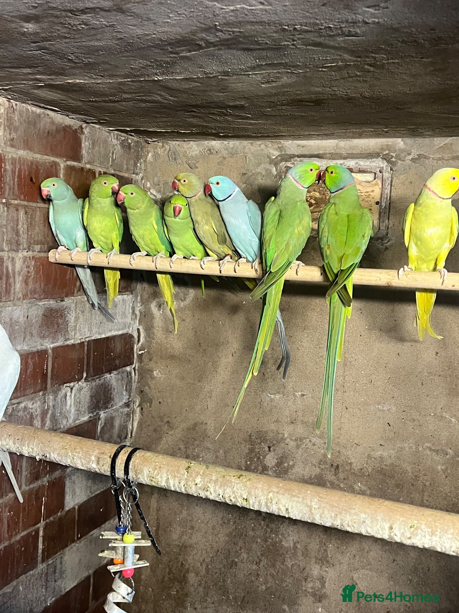 Mixed Breed birds Birds for sale *read description*  - Advert 1