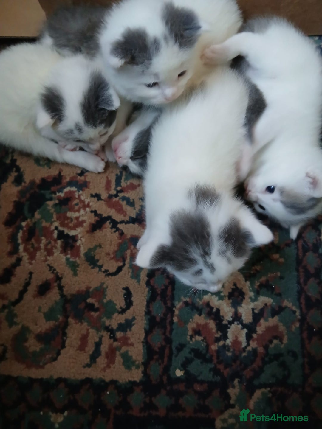 Mixed Breed cats for sale: 5 Adorable Kittens - Advert 3