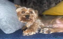 Yorkshire Terrier dogs for stud: Billy Boy  - Image 12