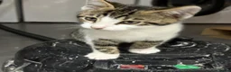 Mixed Breed cats for sale: Kittens part Bengal - Advert 4