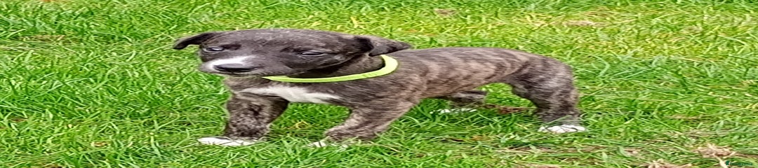 Whippet Puppy 3