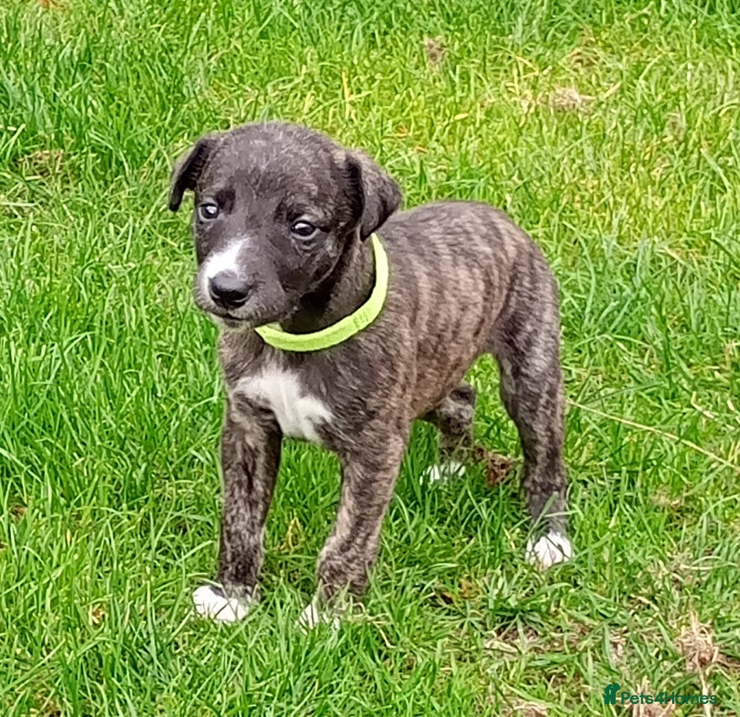 Whippet dogs for sale: Quality KC reg Whippet Puppies - Image 24