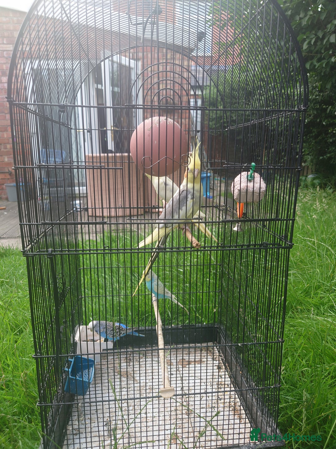 Cockatiels birds for sale: 2 Cockatiels & 2 Budgies with Cage in Preston - Image 19
